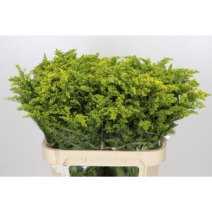 Solidago Golden Glory