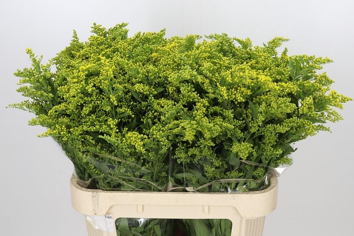 <h4>Solidago Golden Glory</h4>