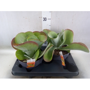 Kalanchoe NF thyrsiflora 'Red Lips'