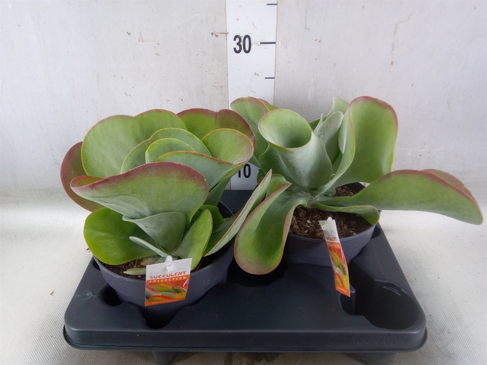 <h4>Kalanchoe NF thyrsiflora 'Red Lips'</h4>