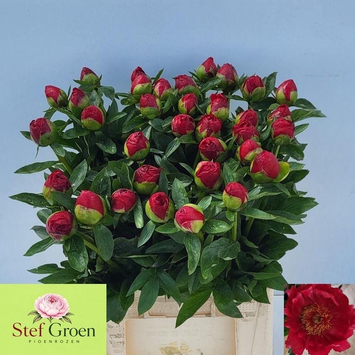 <h4>PAEO RED RED ROSE</h4>