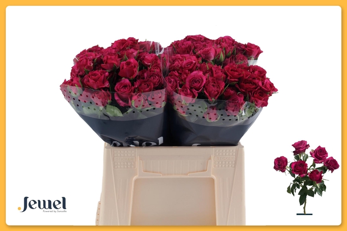 <h4>R TR CHEYENNE</h4>