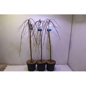 arr8 Salix Cap Kilmarnock