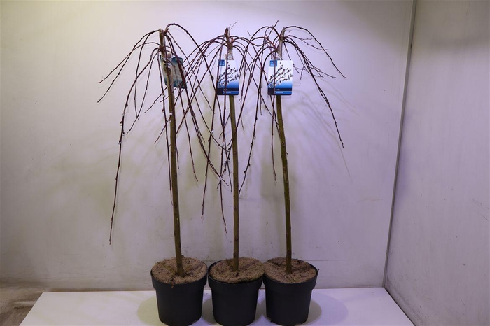 <h4>arr8 Salix Cap Kilmarnock</h4>