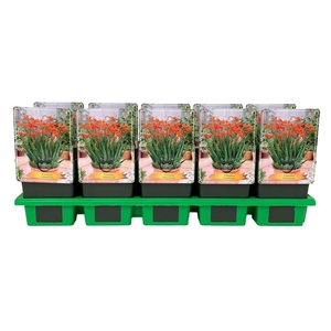 Crocosmia masoniorum