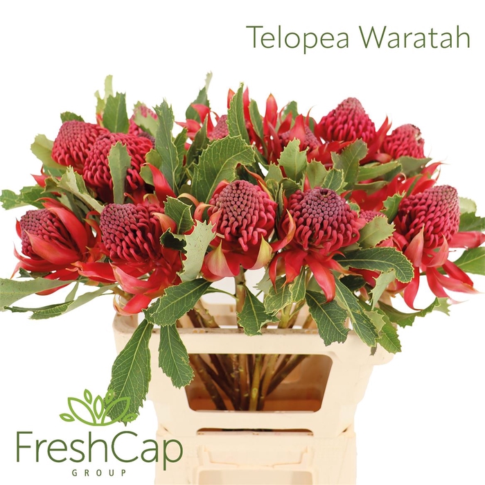 <h4>Telopea Waratah Medium</h4>