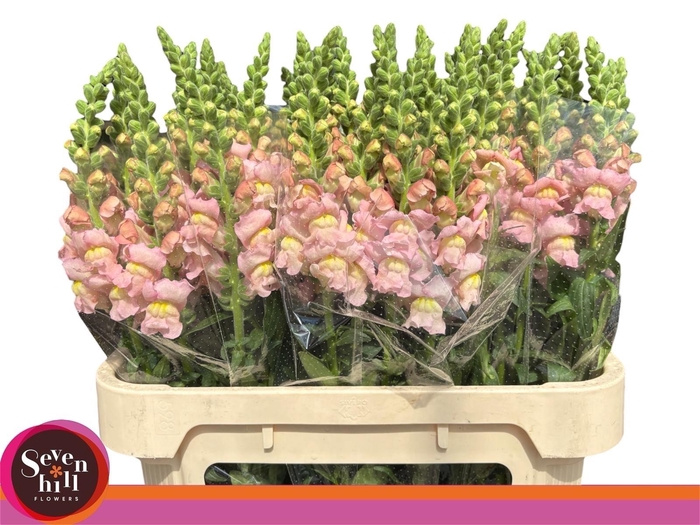 <h4>ANTIR NANTES PINK</h4>