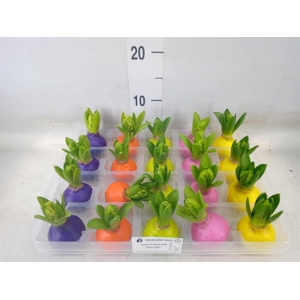Hyacinthus orie.   ...waxed L%