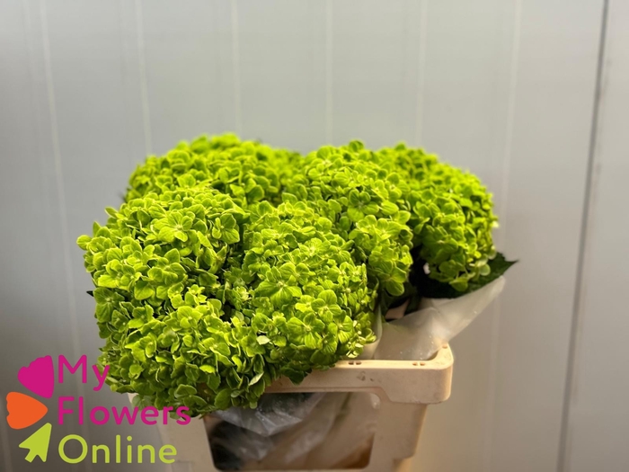 Hydr Super Select Green 17-18cm CO