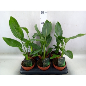 Strelitzia reg.   ...no flowers