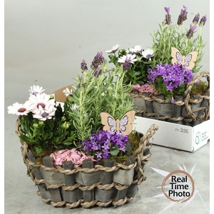ARR TUINPLANTEN