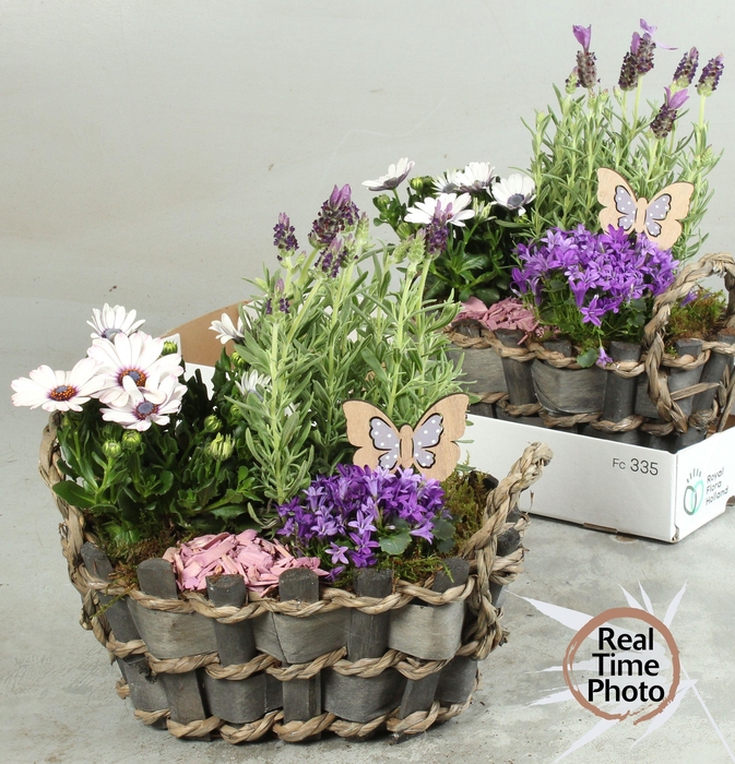<h4>ARR TUINPLANTEN</h4>