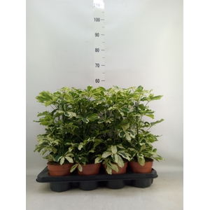 Schefflera arbor. 'Charlotte'