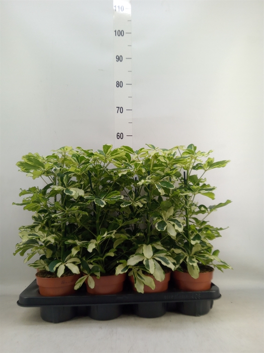 <h4>Schefflera arbor. 'Charlotte'</h4>