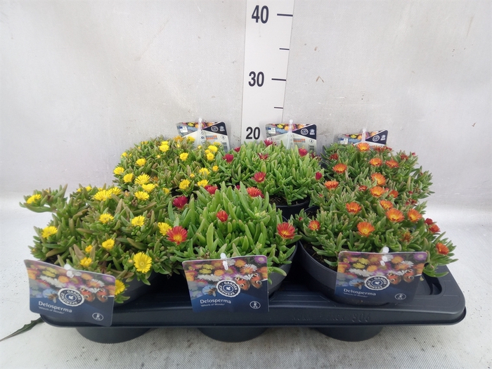 <h4>Delosperma coop.</h4>