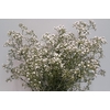 A.Gypsophila (p/b)