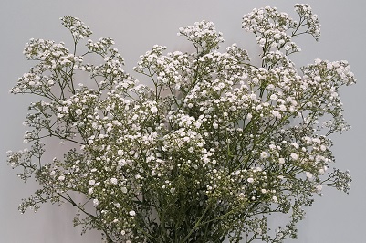 Gypsophila (p/b) 200GR