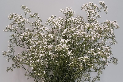 A.Gypsophila (p/b)