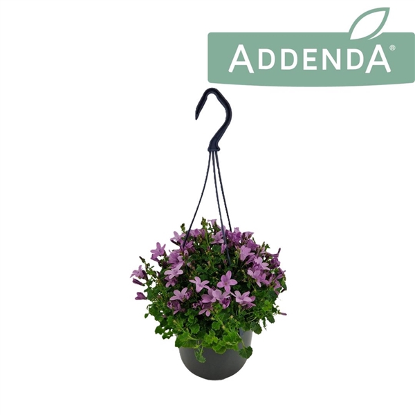 <h4>Campanula Ambella Pink 15 cm Hangpot</h4>