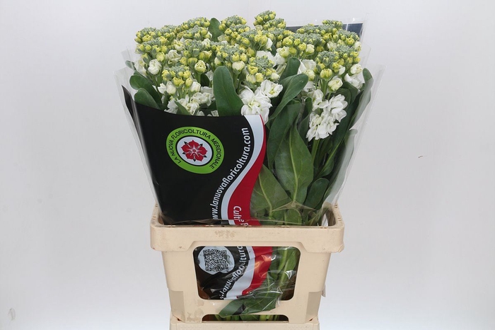 <h4>MATTHIOLA INCANA 'IRON WHITE'</h4>