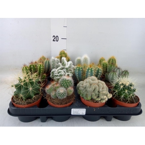 Cactus   ...mix