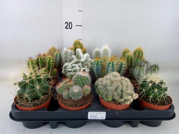 <h4>Cactus   ...mix</h4>