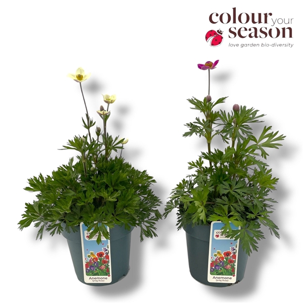 <h4>Anemone 'Spring Beauty' mixlaag 15</h4>
