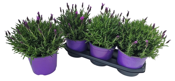 <h4>LAVAN STOECHAS</h4>