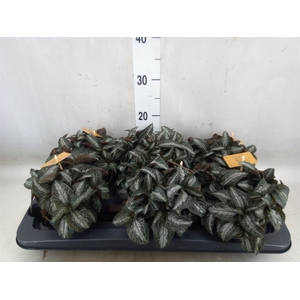 Pilea spriceana 'Silver Tree'
