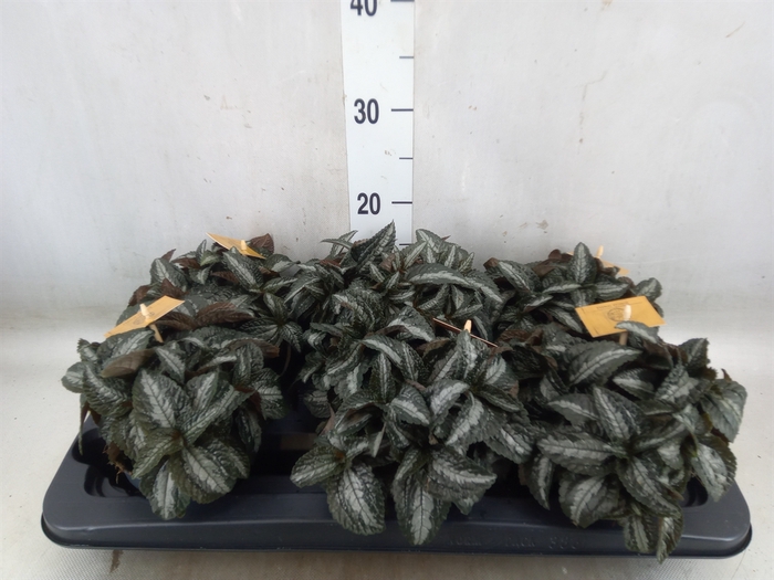 <h4>Pilea spriceana 'Silver Tree'</h4>