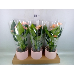Anthurium andr. 'Joli Peach'