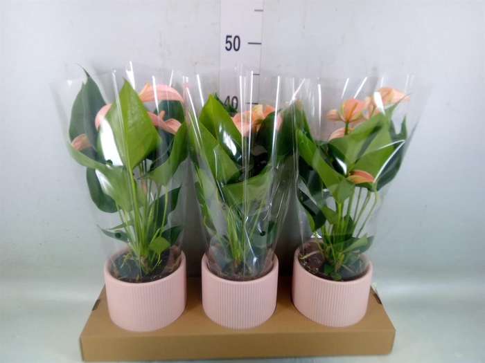 <h4>Anthurium andr. 'Joli Peach'</h4>