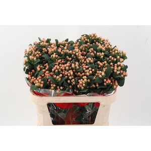 Hyp Mellow Rom Spray