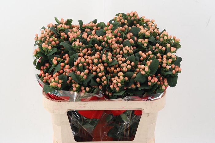 <h4>Hyp Mellow Rom Spray</h4>