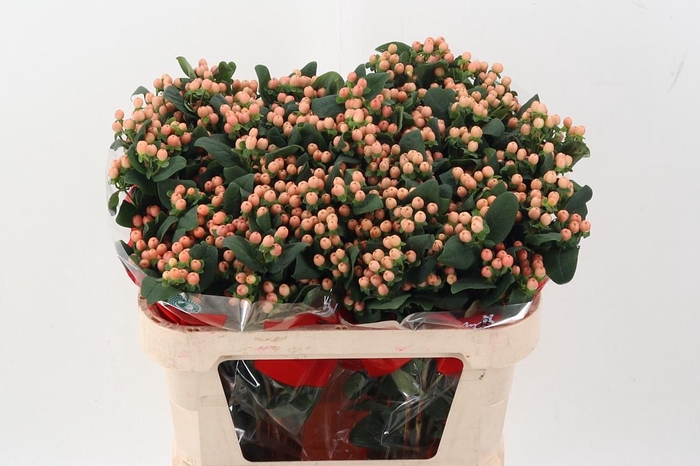 <h4>Hyp Mellow Rom Spray</h4>