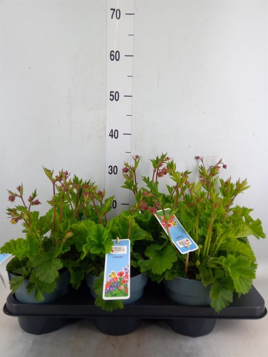 <h4>Geum rivale</h4>