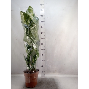 Dieffenbachia seg. 'Tropic Snow'