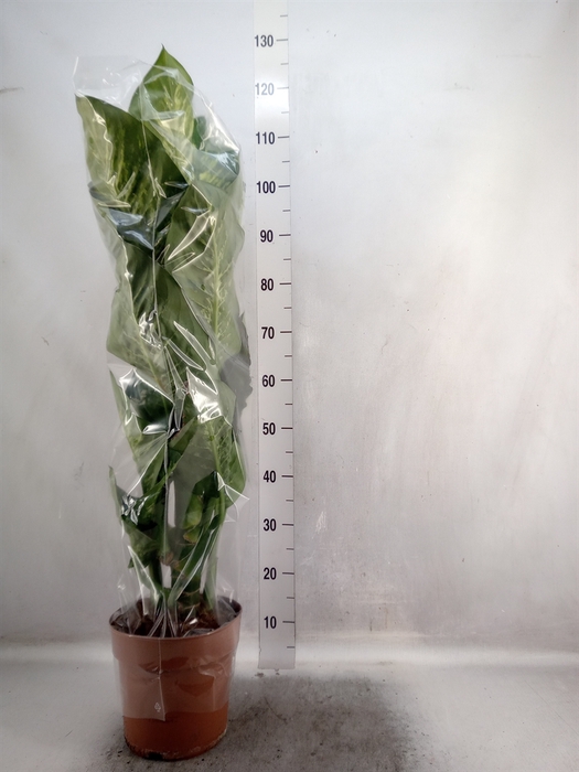 <h4>Dieffenbachia seg. 'Tropic Snow'</h4>