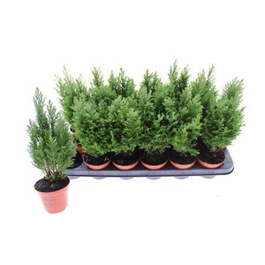 Cham Ellwoodii Groen