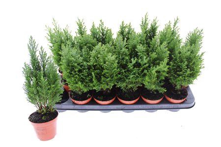 <h4>Cham Ellwoodii Groen</h4>