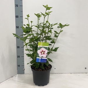 Hibiscus syriacus Hamabo