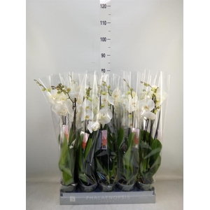 Phalaenopsis   ...white