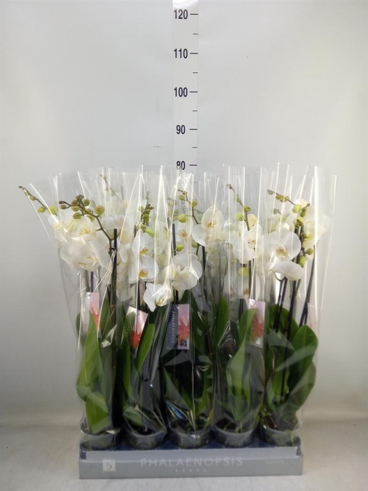 <h4>Phalaenopsis   ...white</h4>