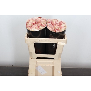 R Ov Wx 50cm Wit + Glit Rood