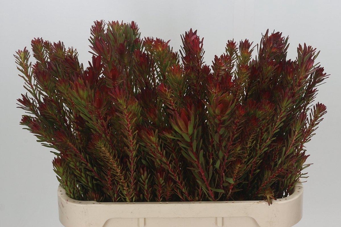 Leucadendron Safari Sunset Spray