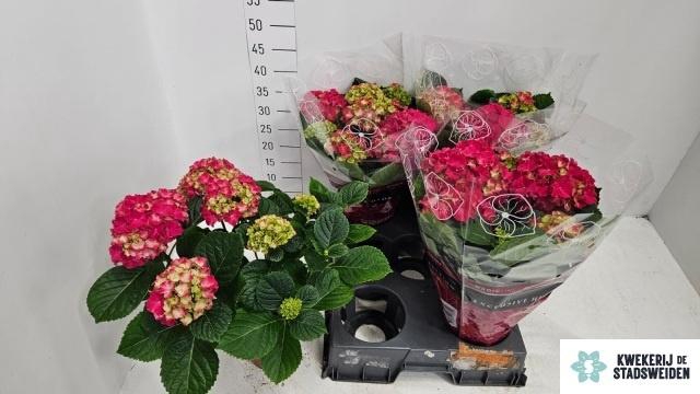 arr8 Hydr M Grumpy Red