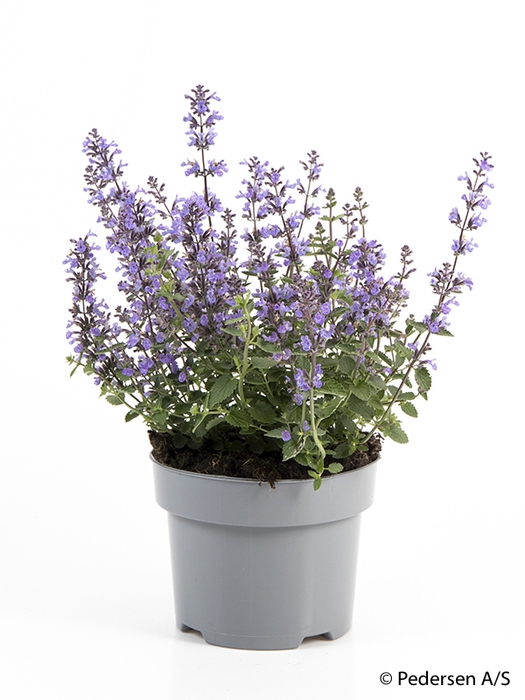 <h4>NEPETA RACEMOSA p17</h4>