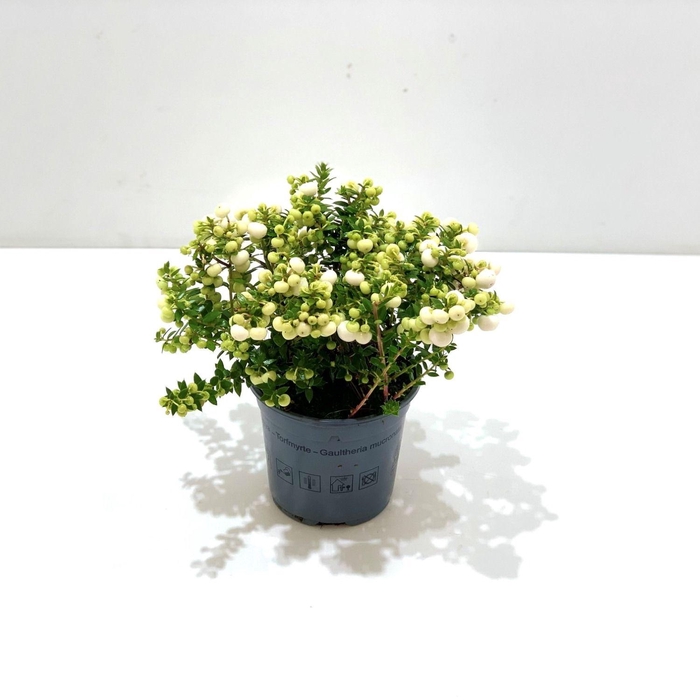 <h4>Gaultheria mucronata Wit</h4>