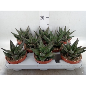 xGasterhaworthia  'Royal Highness'