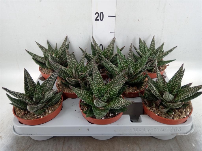 <h4>xGasterhaworthia  'Royal Highness'</h4>